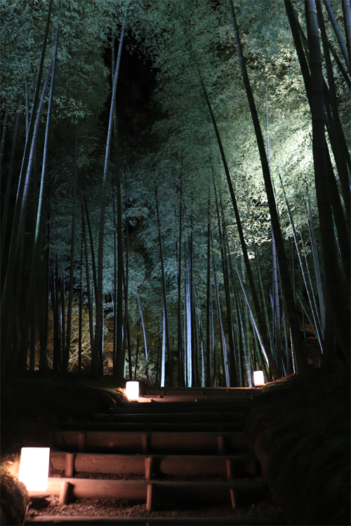高台寺の竹林 ライトアップ フリー写真素材のふくなな