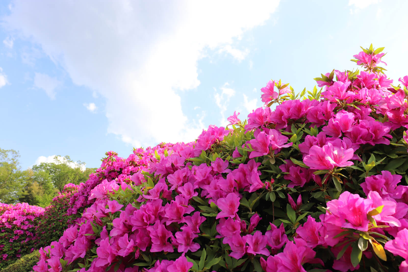 蹴上のツツジ フリー写真素材のふくなな