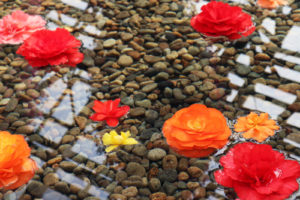 水面に浮かぶベコニアの花