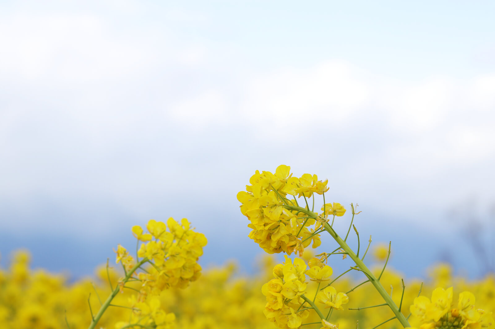菜の花 守山市なぎさ公園 フリー写真素材のふくなな