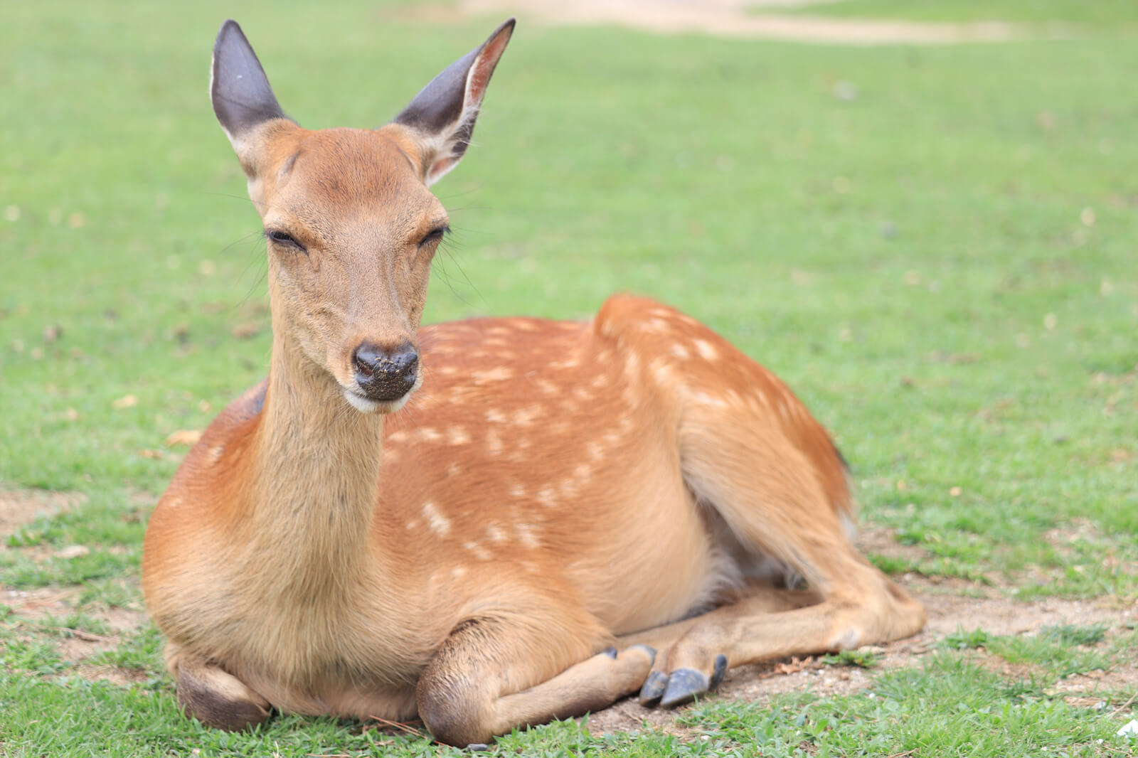 ポカポカ陽気で眠そうな鹿 フリー写真素材のふくなな