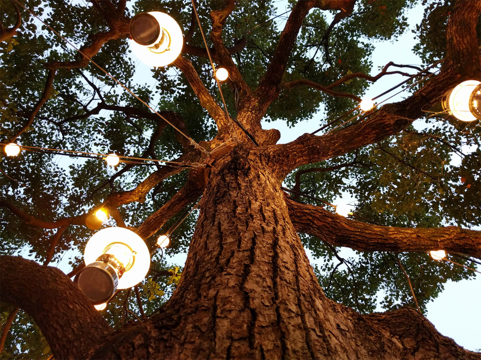 木に灯るランプ