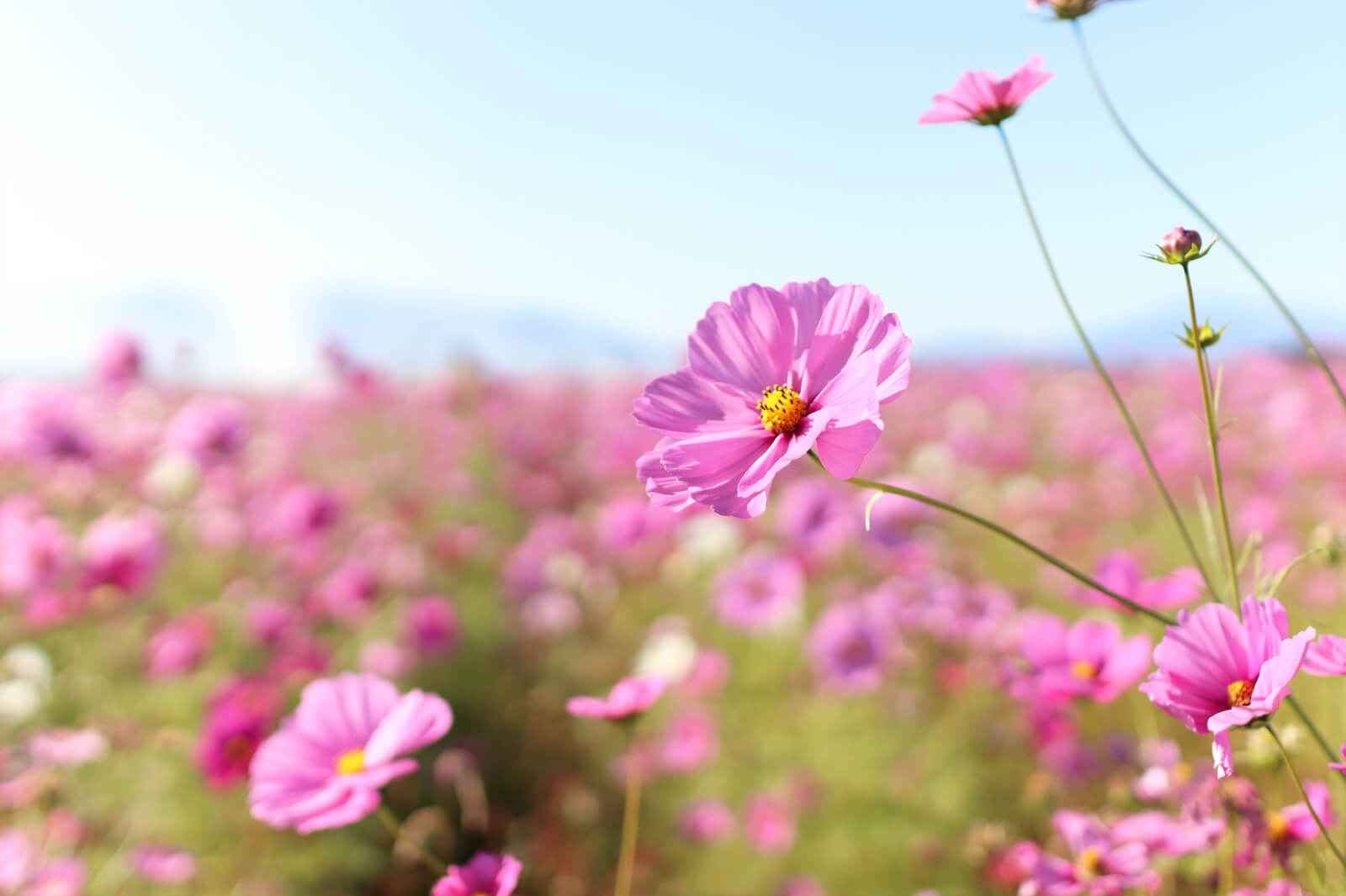 コスモス畑に咲くたくさんの花 フリー写真素材のふくなな
