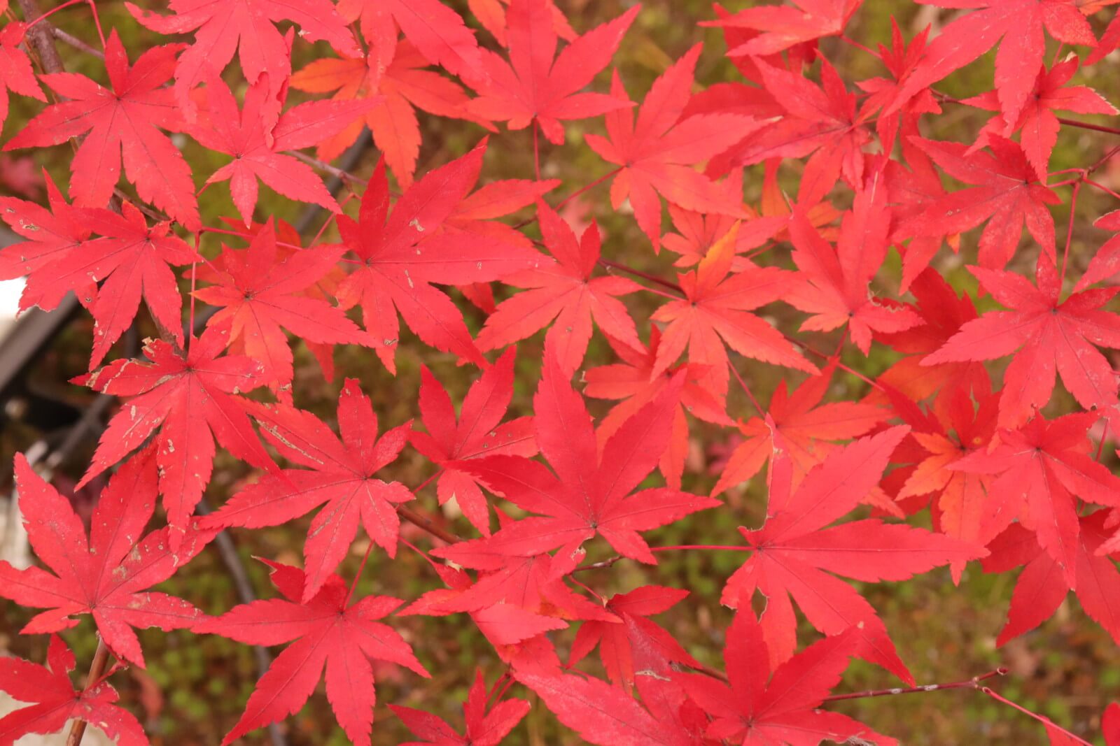 綺麗に並んでいる赤い紅葉 フリー写真素材のふくなな