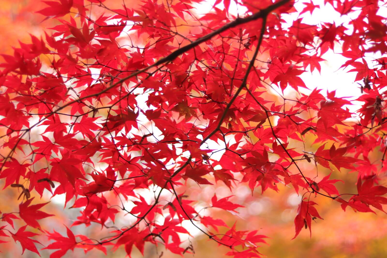 木の内側から見る赤い紅葉 フリー写真素材のふくなな