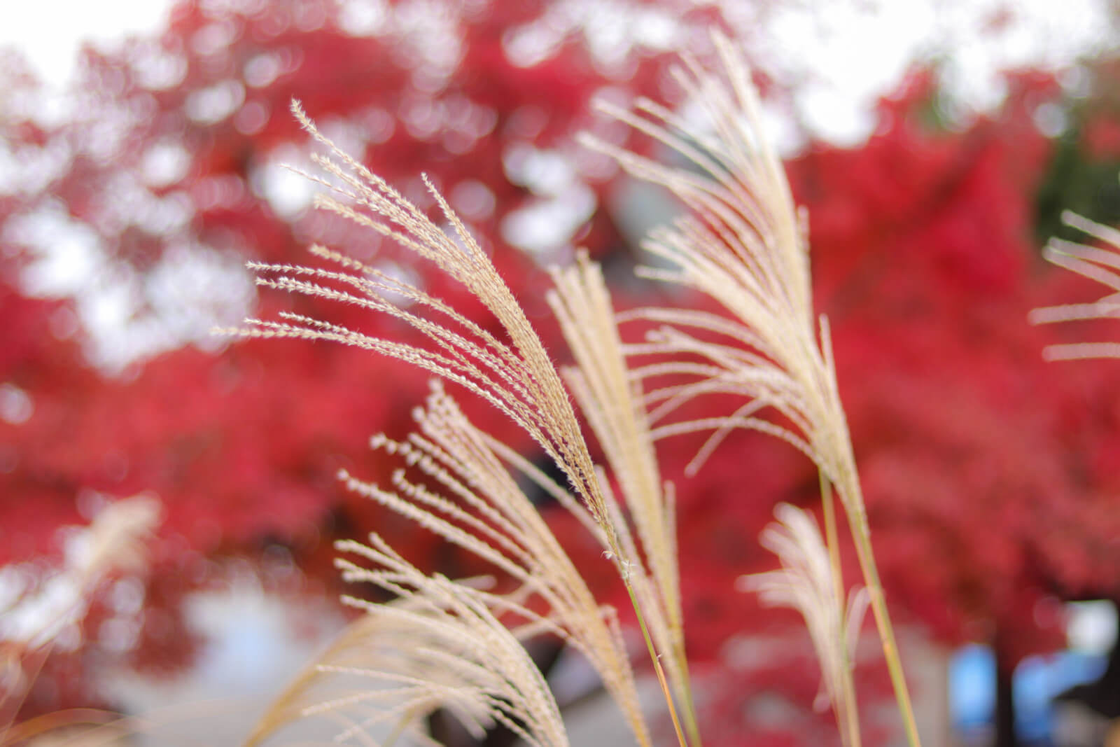 紅葉時期の種子が少ないススキ フリー写真素材のふくなな