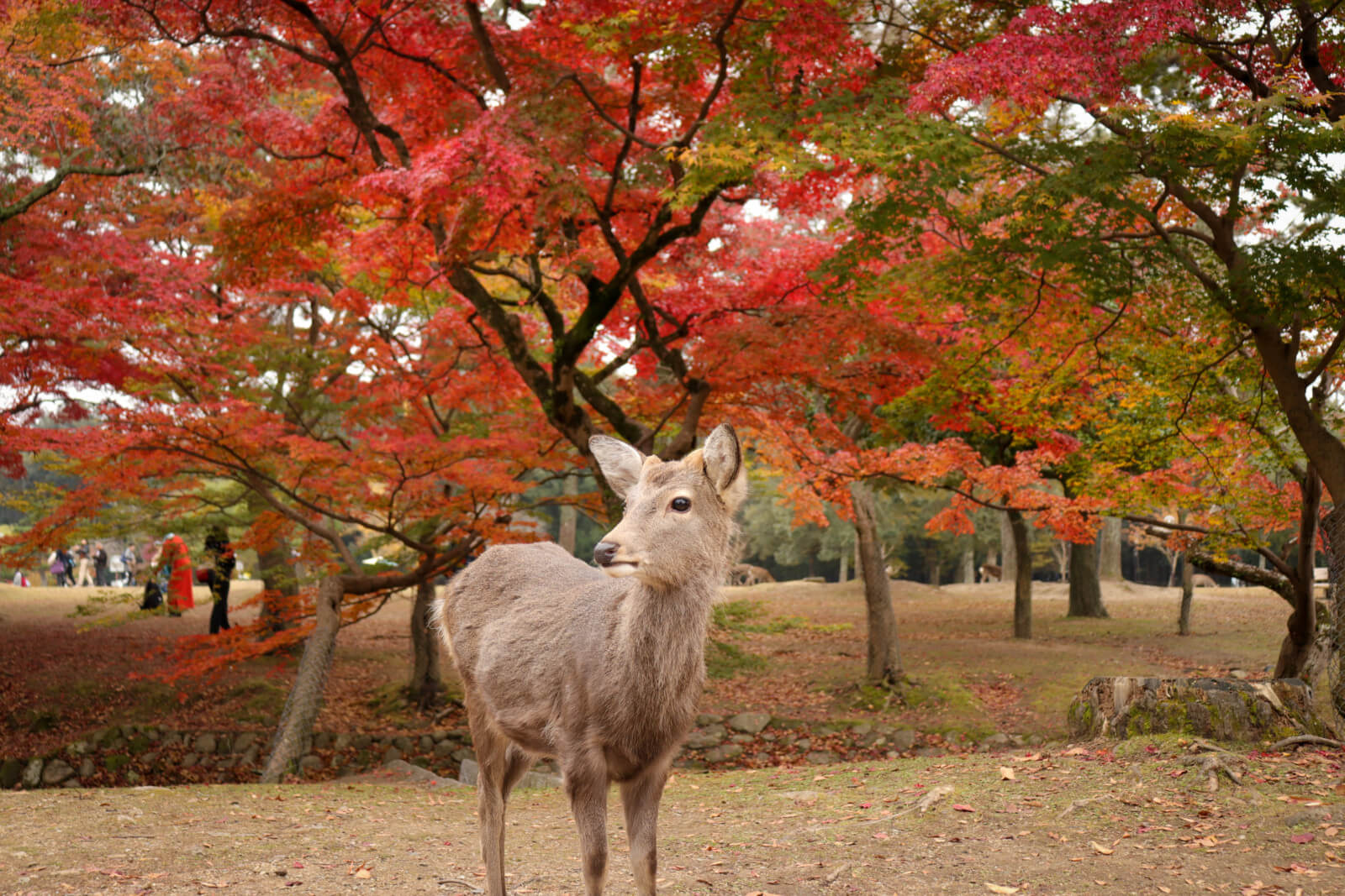 奈良公園で紅葉狩りする鹿 フリー写真素材のふくなな