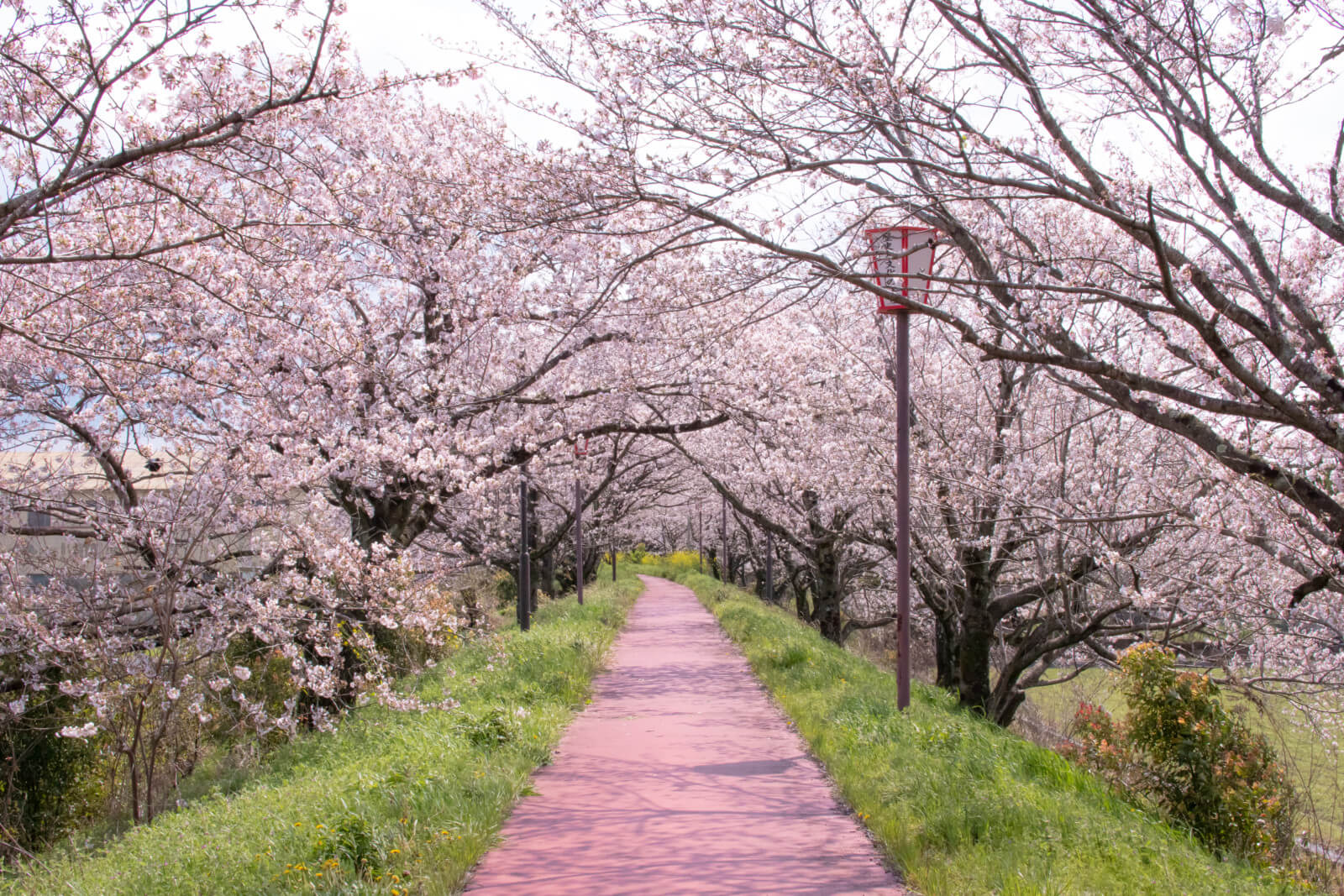 堤防の桜のアーチ