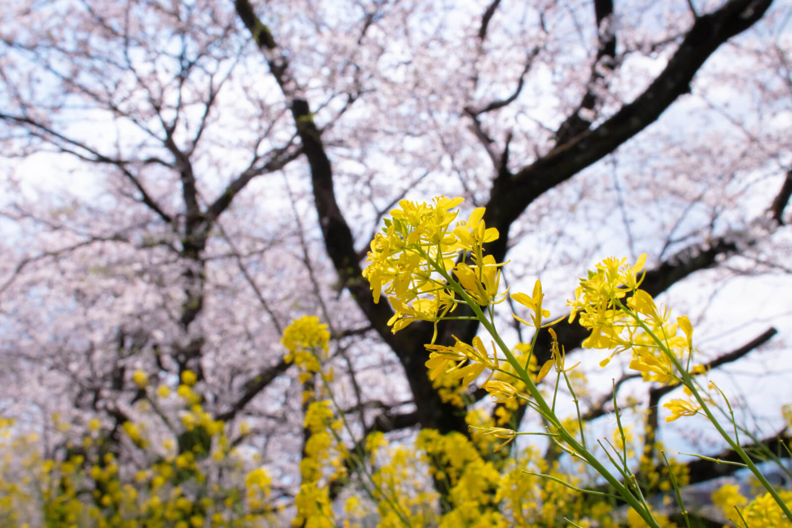 桜を背景に咲く黄色いなばな