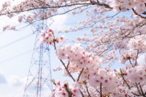 満開の桜と鉄塔