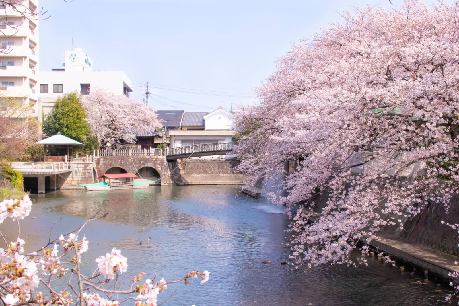 美登鯉橋から眺める桜と水門川
