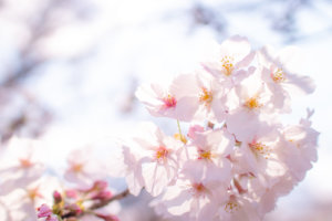 太陽の光が透ける桜のはなびら