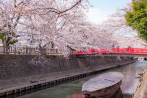 桜と水門川の赤い橋と舟