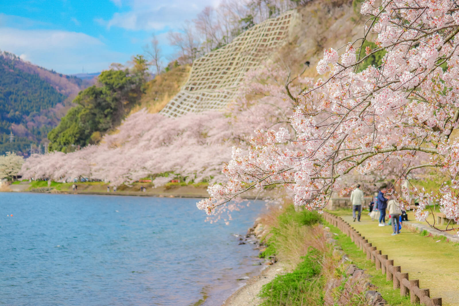 海津大崎の桜並木 フリー写真素材のふくなな