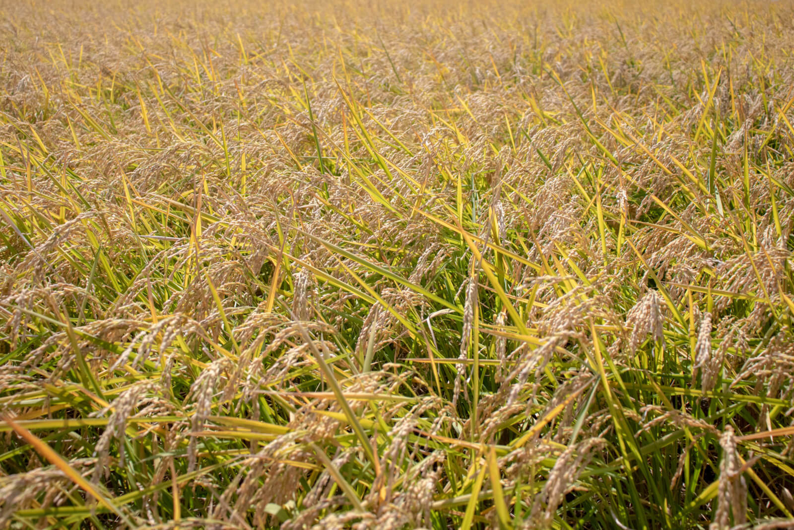 収穫を待つ一面の稲