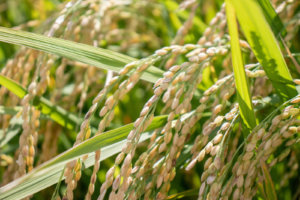 稲に綺麗に連なるお米
