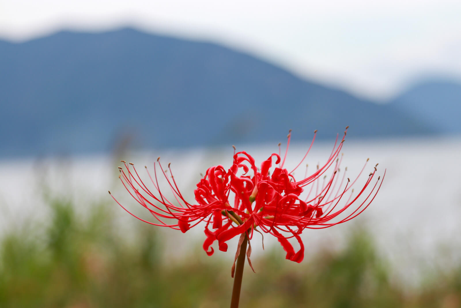 彼岸花 琵琶湖を背景に フリー写真素材のふくなな