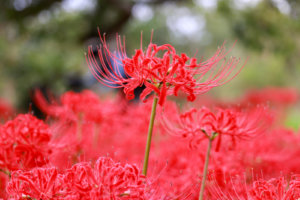 燃えるような色の彼岸花