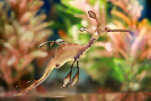 ゆったり泳ぐウッディ•シードラゴン