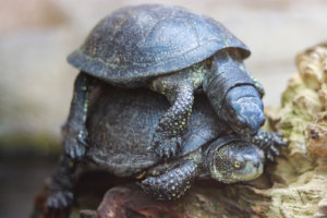 重なる亀の親子