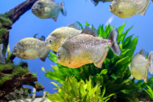 怖い？ピラニア•ナッテリー