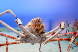 実は美味しい？タカアシガニ