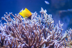 サンゴ礁とフエヤッコダイ