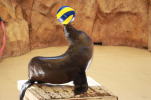 鼻の上にボールを乗せるアシカ