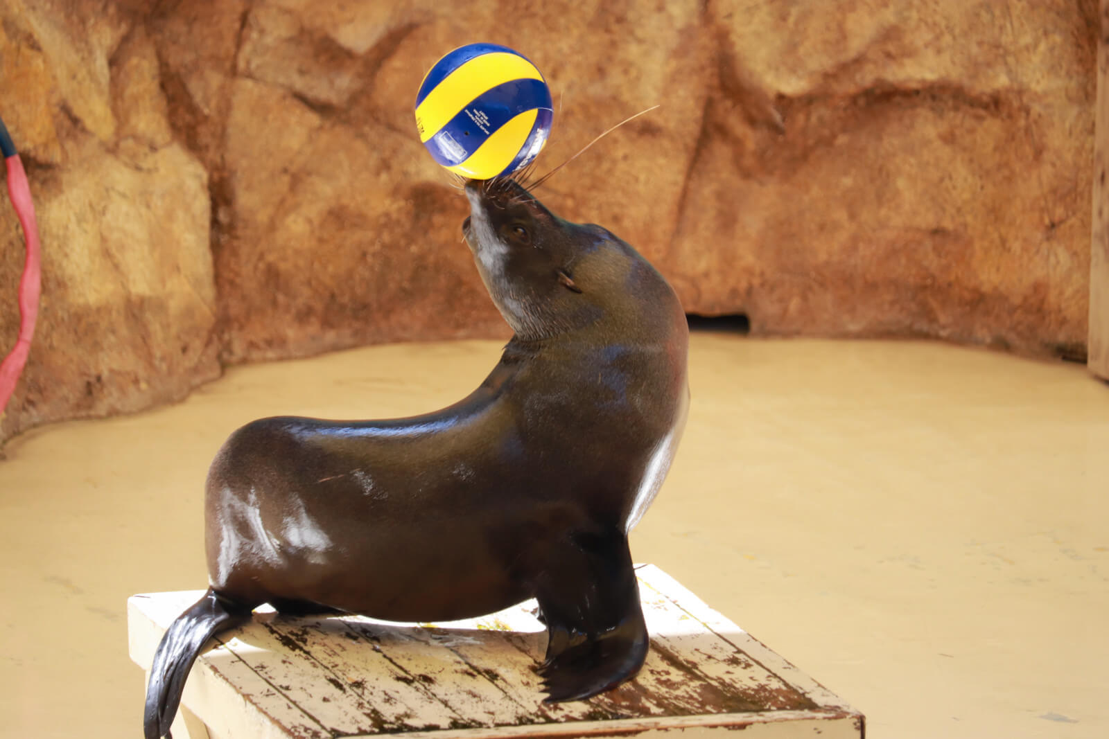 鼻の上にボールを乗せるアシカ フリー写真素材のふくなな